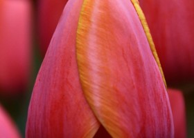 Tulipa Ad Rem (4)